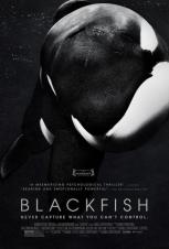blackfish-916683539-large